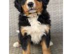 Bernese Mountain Dog Puppy for sale in Nashville, OH, USA