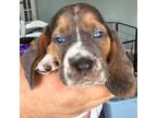 Basset Hound Puppy for sale in Bergen, NY, USA