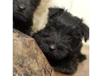 Scottie puppies ready June 15