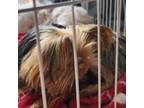 Yorkshire Terrier Puppy for sale in Madison, WI, USA