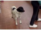 Adopt Benny a Australian Cattle Dog / Blue Heeler, Labrador Retriever