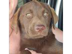 Adopt Larry a Chesapeake Bay Retriever