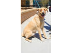 Adopt Apolo a Labrador Retriever, Shepherd