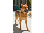 Adopt Lincoln a German Shepherd Dog