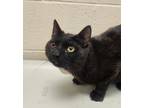 Adopt Mewcauley a Domestic Short Hair