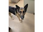 Adopt Oasis a German Shepherd Dog