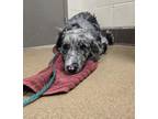 Adopt Gypsy a Australian Shepherd, Border Collie