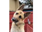 Adopt Sammy a German Shepherd Dog