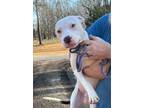 Adopt Cletus a American Staffordshire Terrier