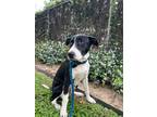 Adopt OREO a Labrador Retriever, Border Collie