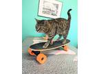 Adopt HalfPipe a Domestic Short Hair