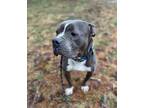Adopt Walt a Boxer, American Staffordshire Terrier