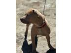 Adopt Brown a Pit Bull Terrier