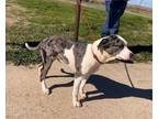 Adopt Domino a Catahoula Leopard Dog