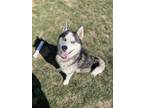 Adopt Cabela a Siberian Husky