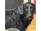 Adopt Griff a Black Labrador Retriever, Standard Poodle