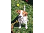 Adopt Tommy a Beagle, Rat Terrier