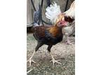 Adopt Jesse a Chicken