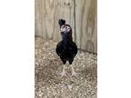 Adopt Ollie a Chicken