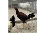 Adopt Aaron a Chicken