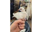 Adopt Sparkles a Dove