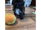 Zuchon Puppy for sale in Canton, SD, USA