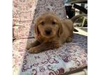 Golden Retriever Puppy for sale in Riverside, CA, USA