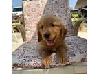 Golden Retriever Puppy for sale in Riverside, CA, USA