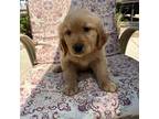 Golden Retriever Puppy for sale in Riverside, CA, USA