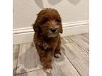 Goldendoodle Puppy for sale in Sacramento, CA, USA