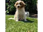 Goldendoodle Puppy for sale in Sacramento, CA, USA