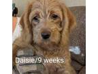 Mutt Puppy for sale in Boardman, OH, USA