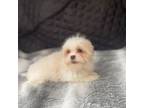 Zuchon Puppy for sale in Walnut, MS, USA