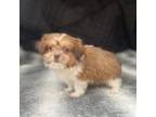 Zuchon Puppy for sale in Walnut, MS, USA