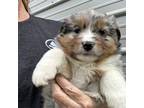 Australian Shepherd Puppy for sale in Carthage, IL, USA