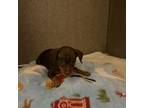 Miniature Pinscher Puppy for sale in Ocala, FL, USA