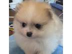 Pomeranian Puppy for sale in Bakersfield, CA, USA