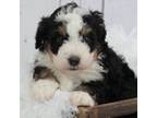 Mutt Puppy for sale in Huntington, MA, USA