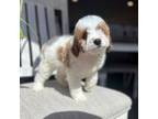 Cavapoo Puppy for sale in Chino, CA, USA