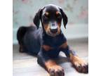 Doberman Pinscher Puppy for sale in Miami, FL, USA