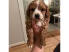 Cavapoo Puppy for sale in Hiawassee, GA, USA