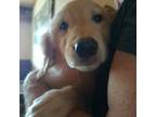 Golden Retriever Puppy for sale in Forest Lake, MN, USA