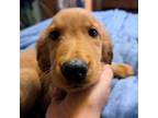 Golden Retriever Puppy for sale in Forest Lake, MN, USA