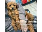 Goldendoodle Puppy for sale in Rochester, NY, USA