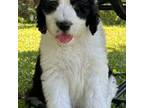 Sheepadoodle Female