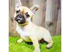 French Bulldog Puppy for sale in Donnellson, IA, USA