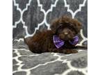 Shih-Poo Puppy for sale in Lakeland, FL, USA