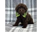 Shih-Poo Puppy for sale in Lakeland, FL, USA