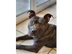 Princeton, American Pit Bull Terrier For Adoption In Wausau, Wisconsin