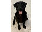 Lainey, Labrador Retriever For Adoption In Glasgow, Kentucky